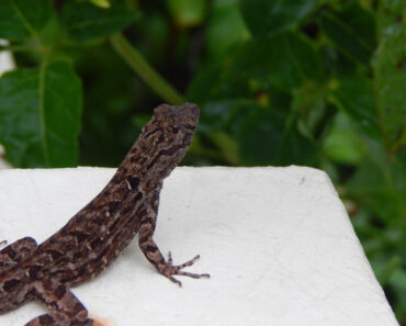 Nonnative Brown Anole Lizard