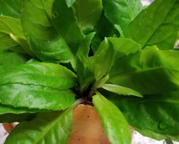 Longevity Spinach is an Excellent Choice for Perennial Greens