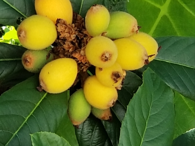 Loquats