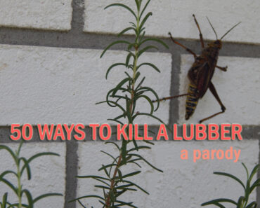 50 Ways to Kill a Lubber