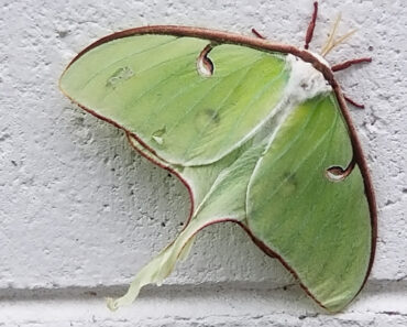 Luna Moth Resting on the Wall