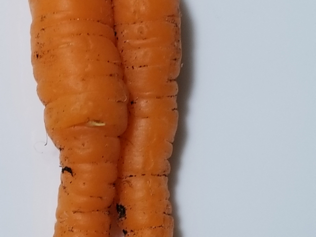 March: Carrots Grown Too Close Together Have Interesting Outcomes