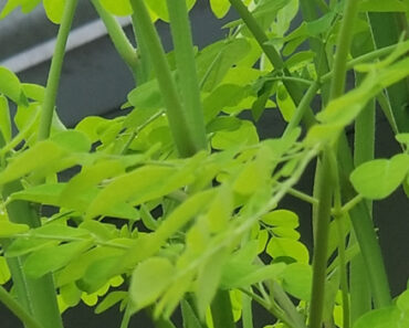 Moringa is Very Nutritious. New Growth is Crisp and Spicy.