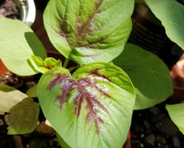 Multicolored Amaranth