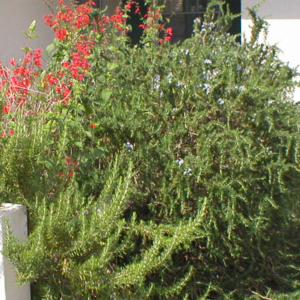 Red salvia (Salvia coccinea) Behind Prostrate Rosemary