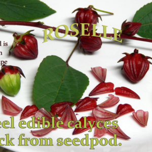 Roselle