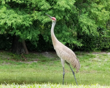 Sandhill Crane. Not a Care in This World