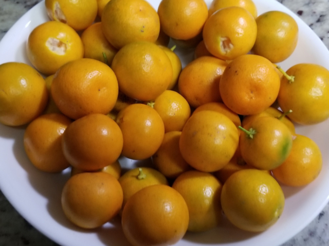 December: Calamondins