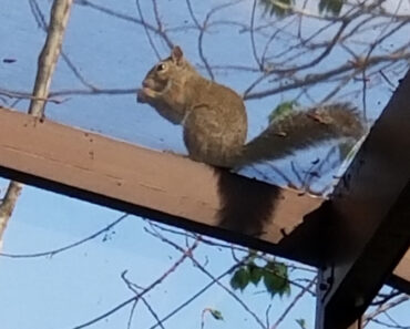 Squirrel Gathering Maple Seeds Atop Pool Enclosure