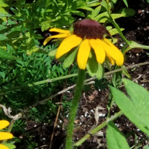 Blackeyed Susan (Rudbeckia)