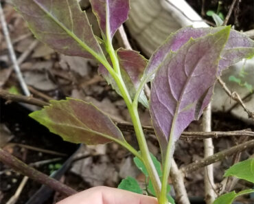 Okinawa Spinach Leaves Underside