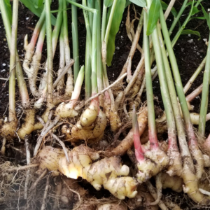 Ginger Harvest