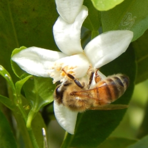 Bees Love Citrus Blossums