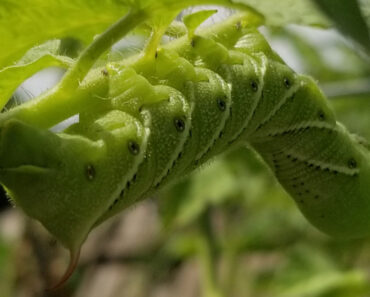 Tomato Hornworms by Night