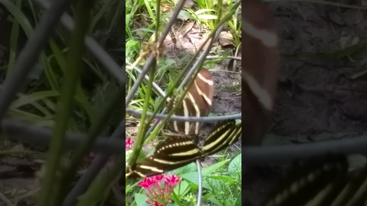 Zibra Longwing Emerging