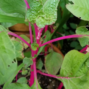 Amaranth Pink Beauty