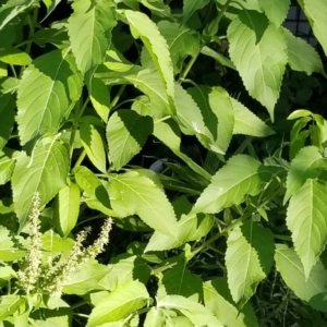 Eye Level With Scent Leaf