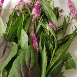 Lagos Spinach Flowers