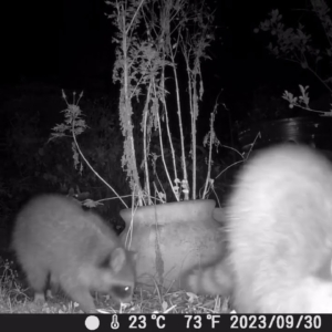 Video - Raccoons Eating Wild Cosmos Seed