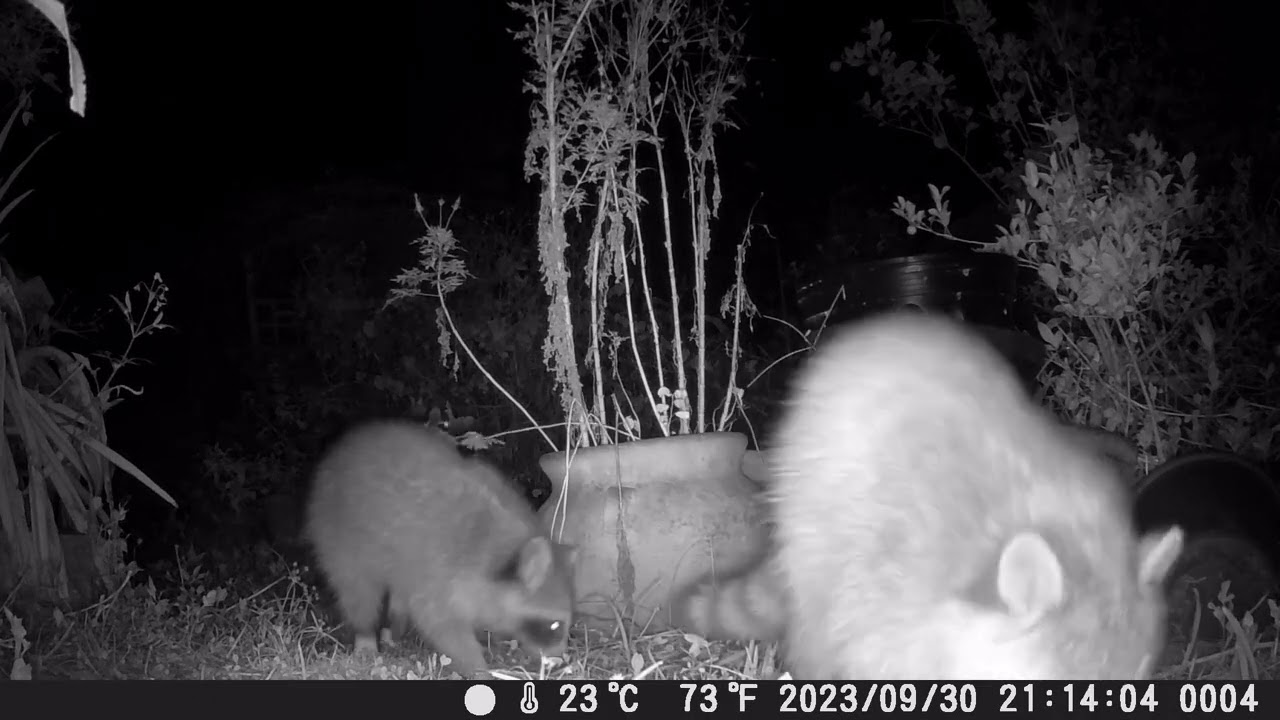 Video - Raccoons Eating Wild Cosmos Seed