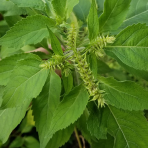 Scent Leaf Flowers.