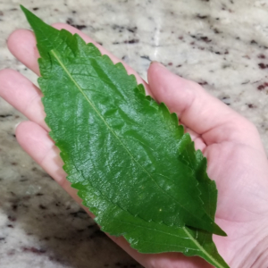 Scent Leaf - Fullsized Leaf