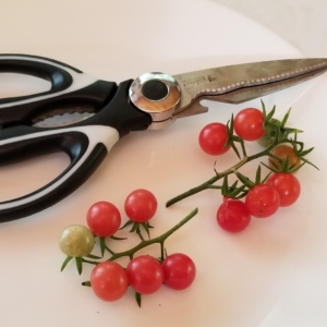 Clipping Clusters Helps to Keep the Fragile Tomatoes from Bursting