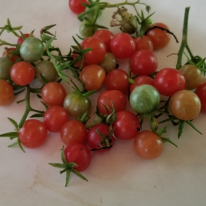 Everglade Tomatoes