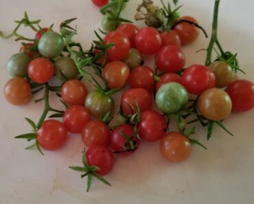 Yummy Everglade Tomatoes