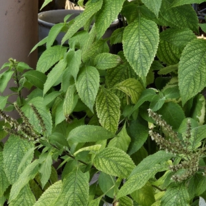 Scent Leaf Grows Large and Lovely