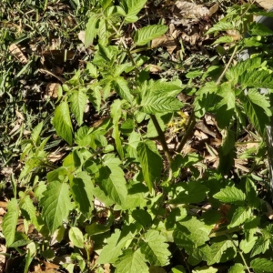 An Everglade Volunteer in January, Never Mind the Cooler Nights