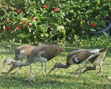 Young Sandhill Cranes Visiting my Front Yard